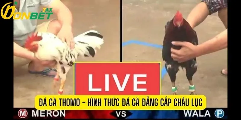 ĐÁ GÀ THOMO TẠI ONBET – HUYỀN THOẠI CHO CỘNG ĐỒNG KÊ THỦ VIỆT 3 Các chương trình khuyến mãi hấp dẫn chỉ có tại đá gà thomo