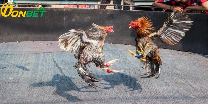 Các chương trình khuyến mãi hấp dẫn