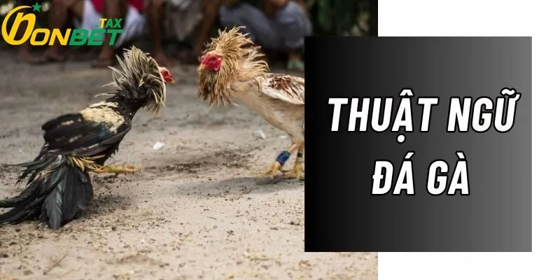 Giới thiệu các thuật ngữ trong đá gà là gì?