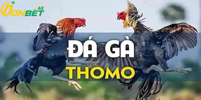 Giới thiệu về đá gà thomo tại ONBET