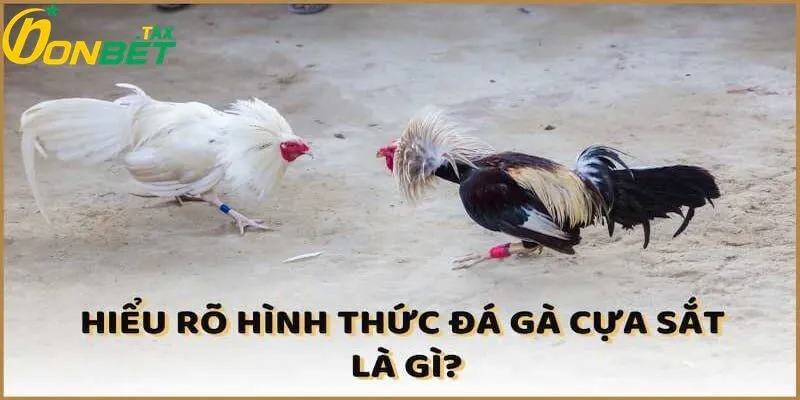 Hiểu rõ về hình thức đá gà cựa sắt