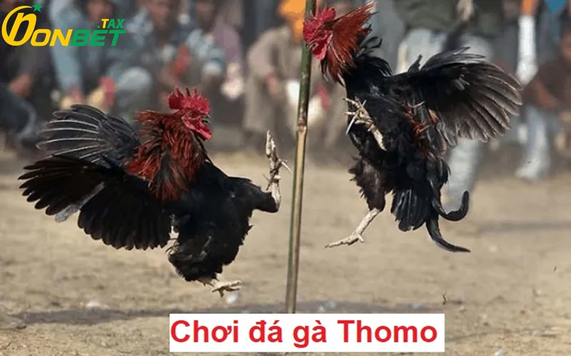 ĐÁ GÀ THOMO TẠI ONBET – HUYỀN THOẠI CHO CỘNG ĐỒNG KÊ THỦ VIỆT 2 Hướng dẫn chơi đá gà thomo