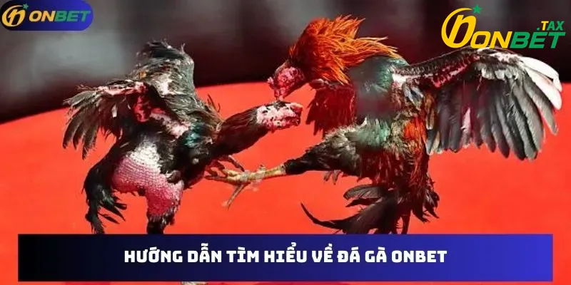 Hướng dẫn và tìm hiểu về đá gà onbet