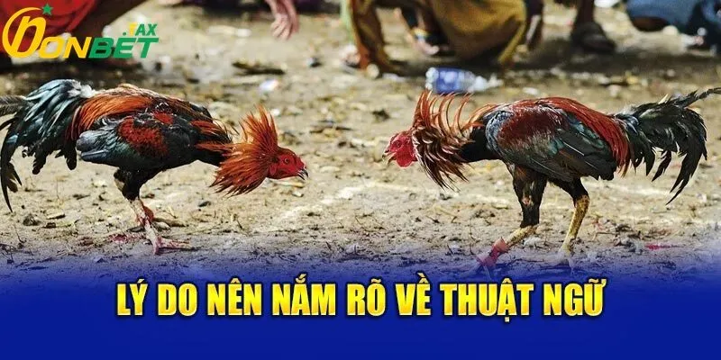 Lý do nên nắm rõ về thuật ngữ đá gà